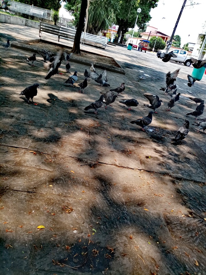 Palomas