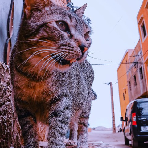 a street cat