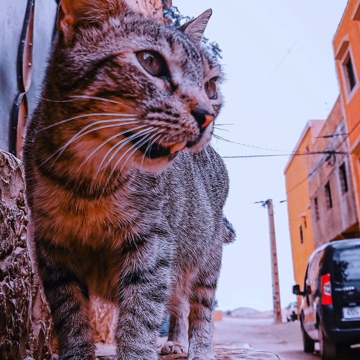 a street cat