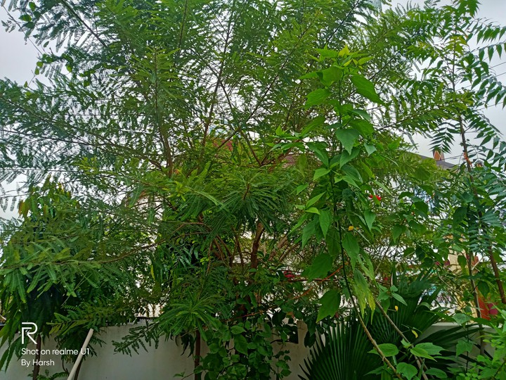 Green Plants ???