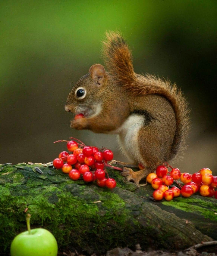 squirrel