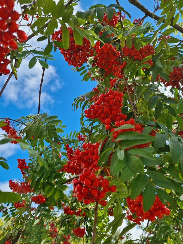 berries