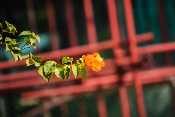 Flower