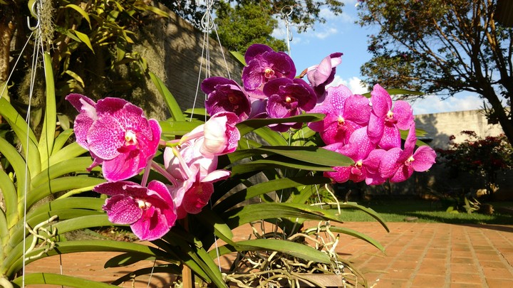 Orquídeas