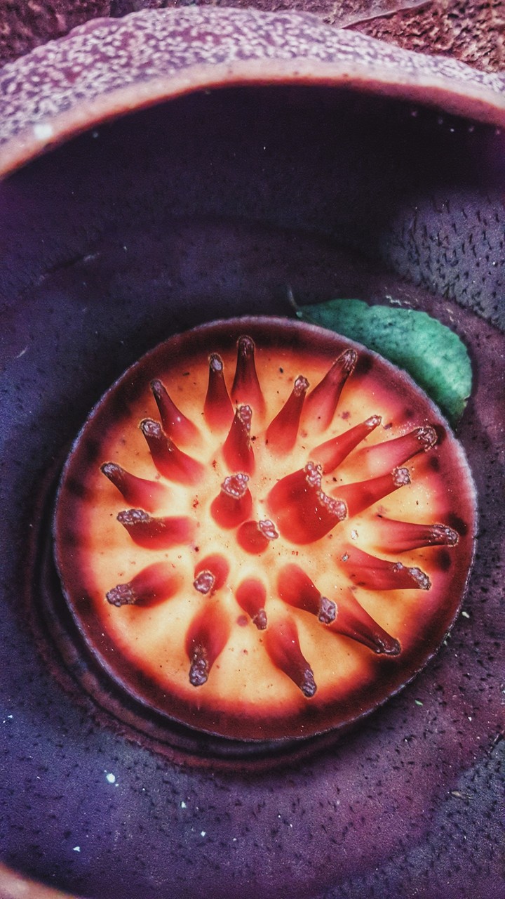 What's inside Rafflesia?