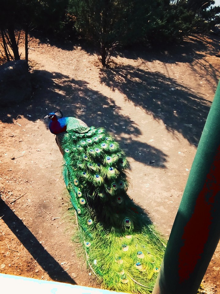 bird