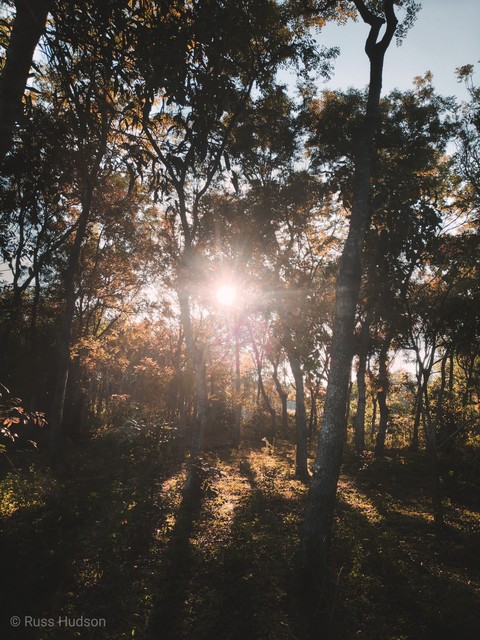 Woods