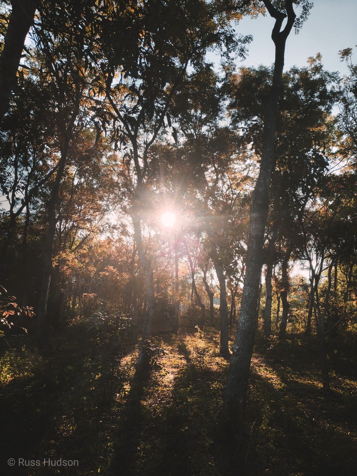 Woods