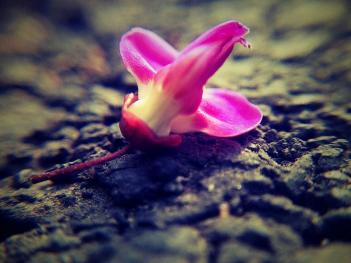 A beauty of Nature.