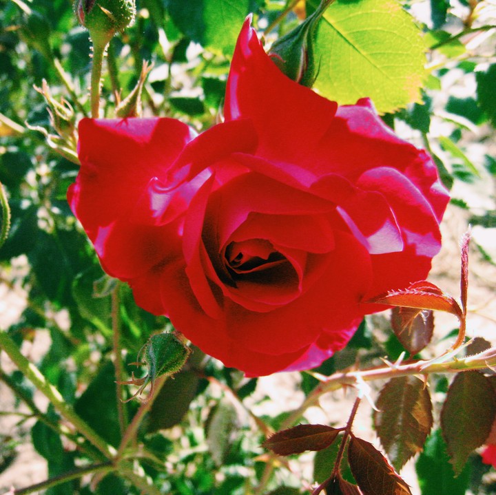 flower