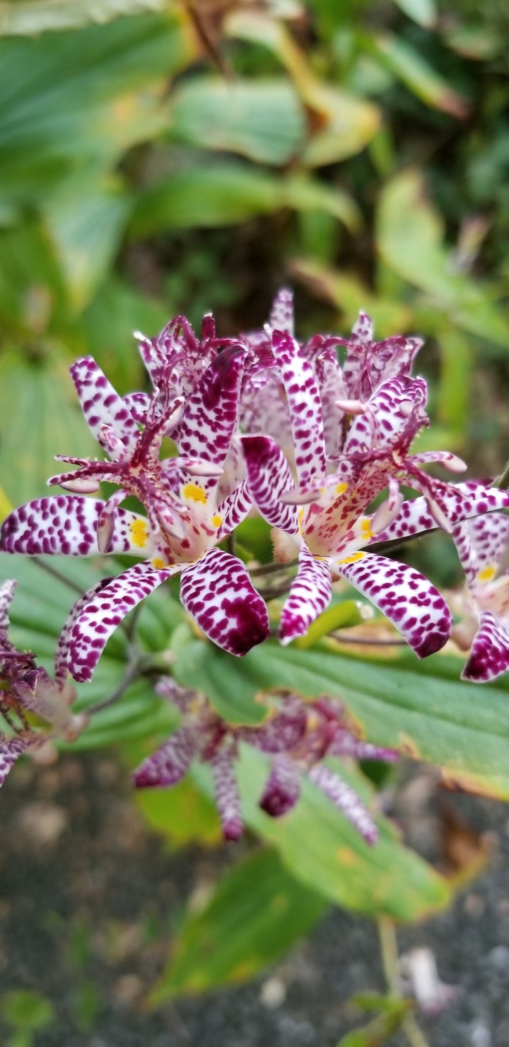 牧野植物園にて