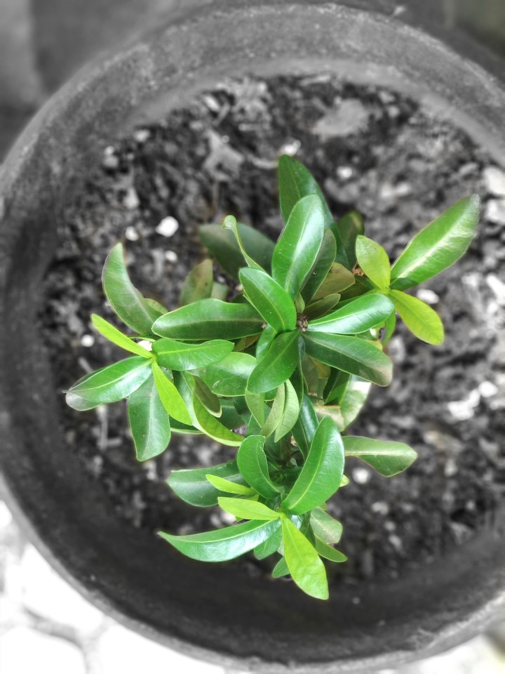 The green