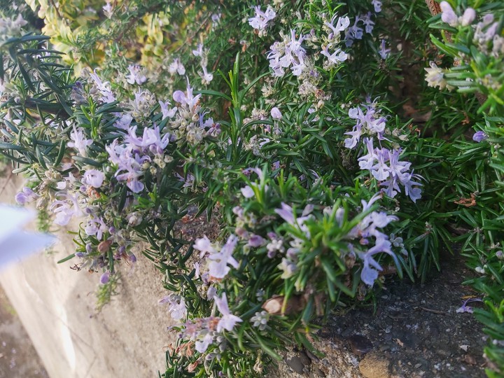 lavanda
