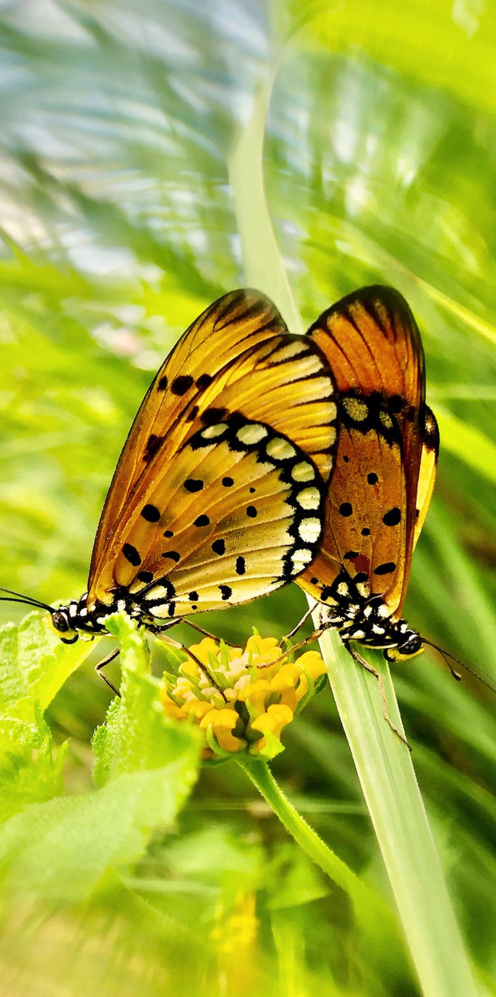 Butterflys