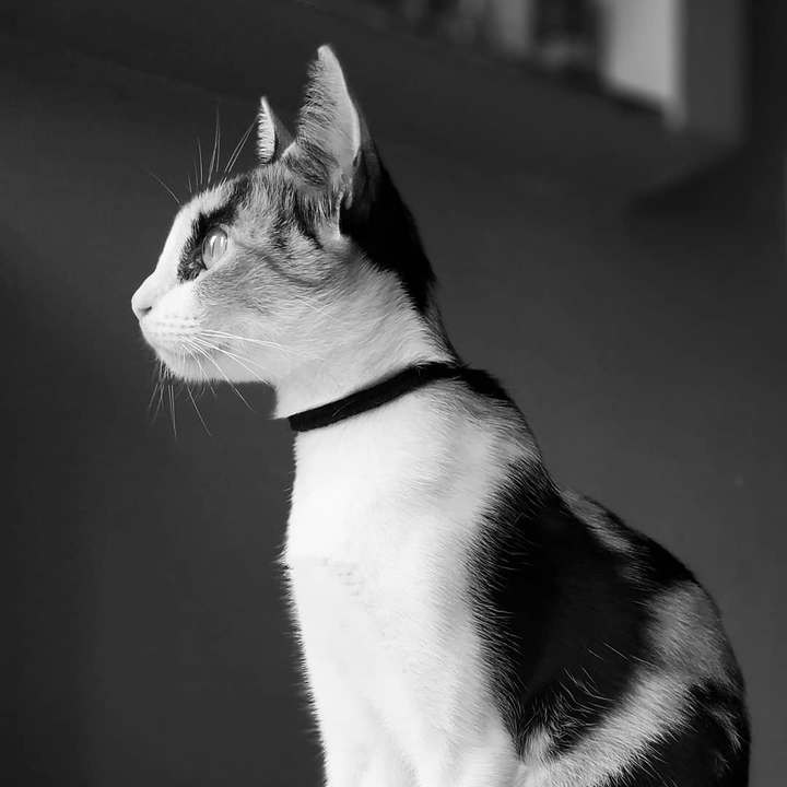 Majestic Cat