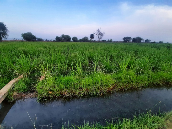 Water flowing between the Grass