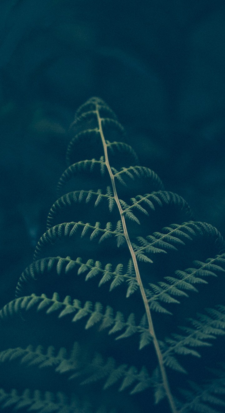green nature