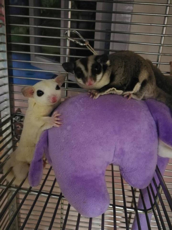 sugar glider 蜜袋鼯