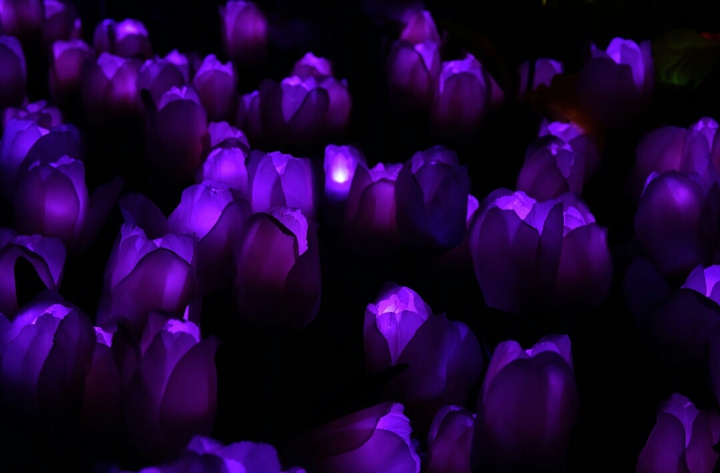 Flowerbed