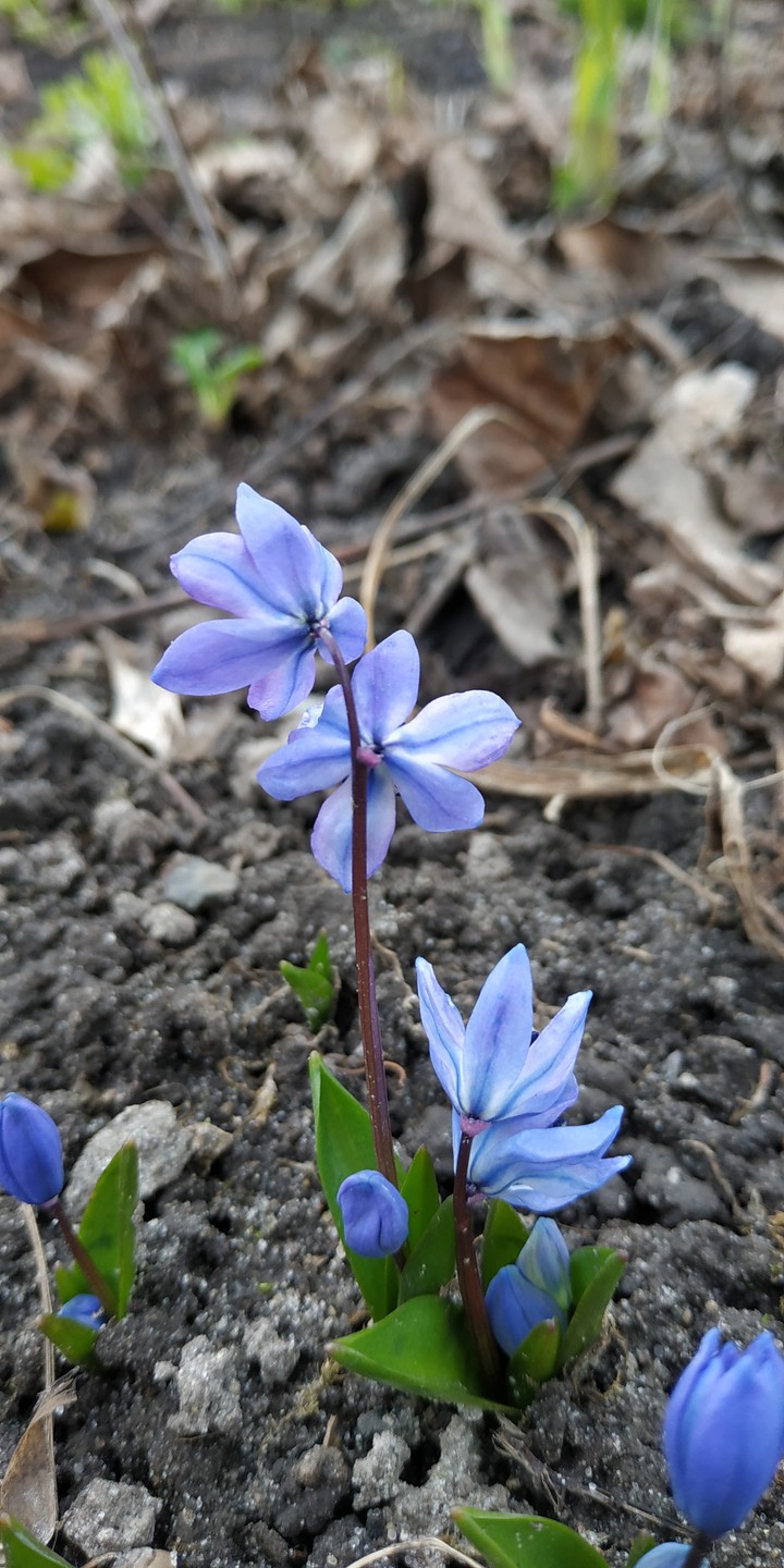 blue flowers