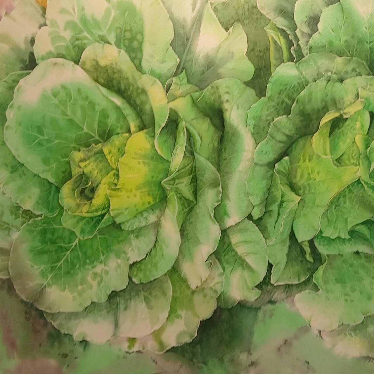 배추그림
