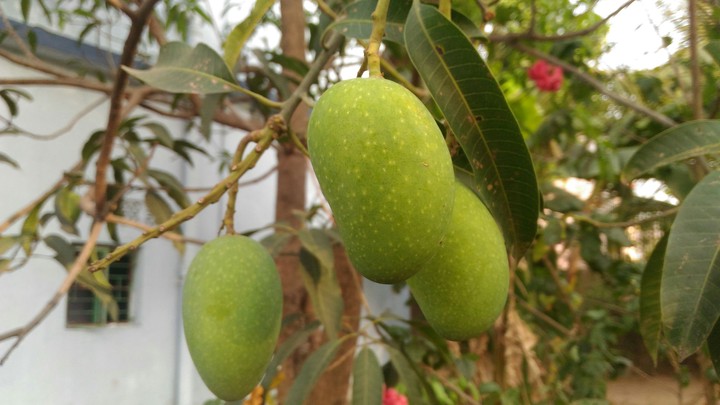 mango