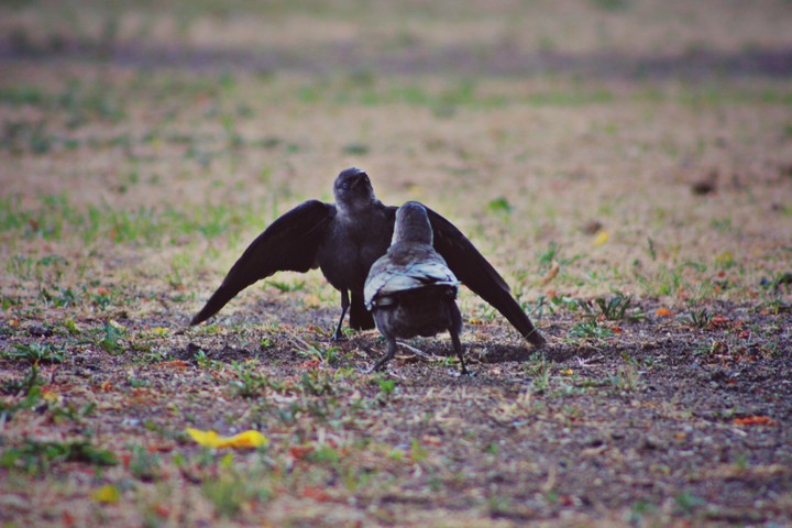 Fight