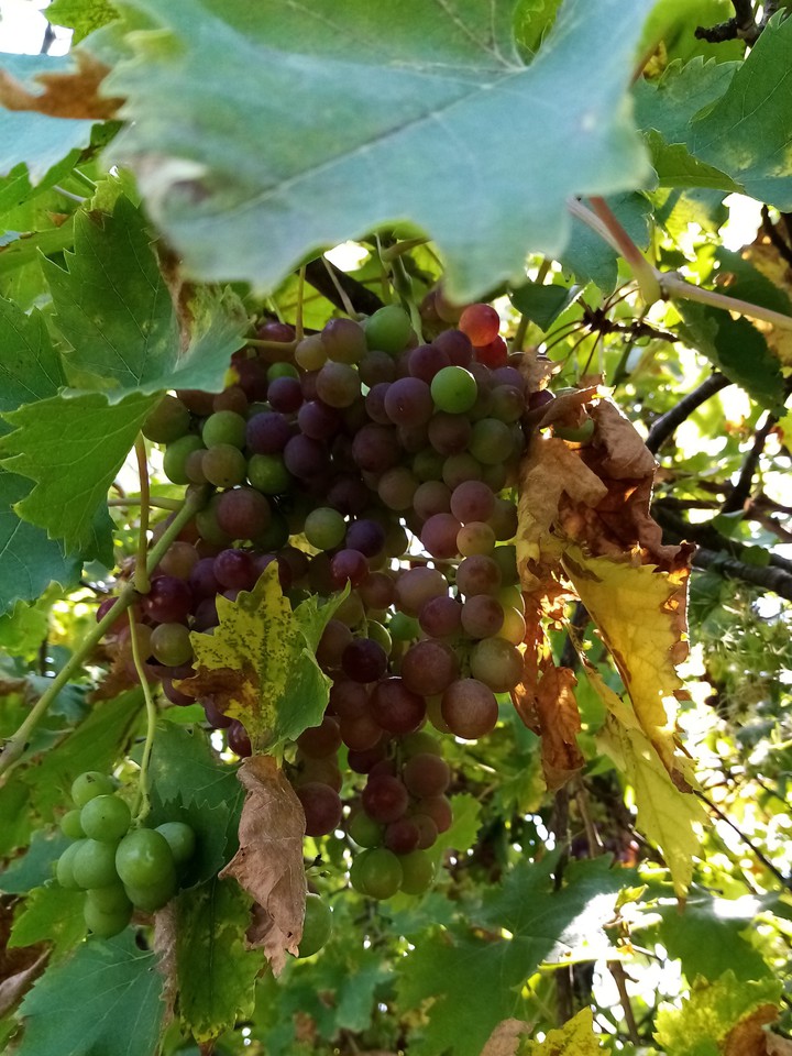 Raisins sauvages III