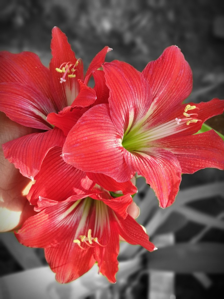 flower