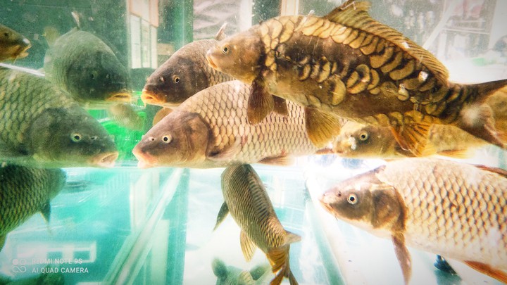fish