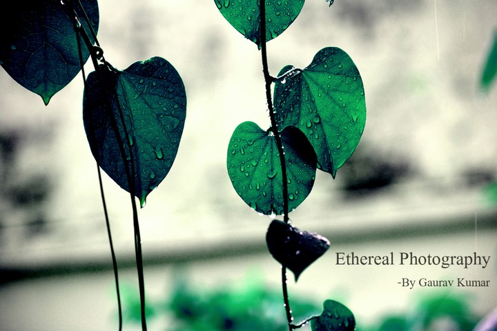 The Leaves of Love