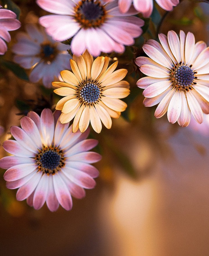 beauty...