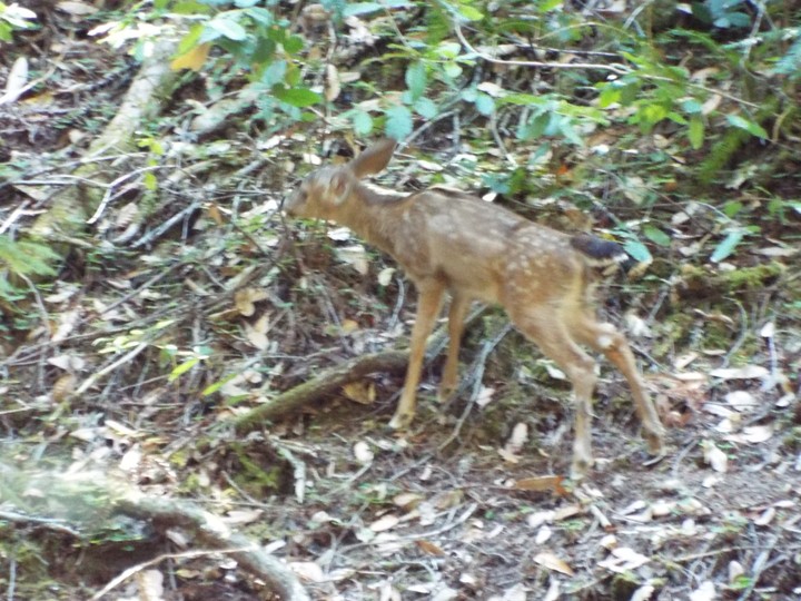 fawn