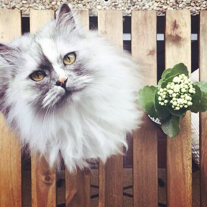 Cute cat