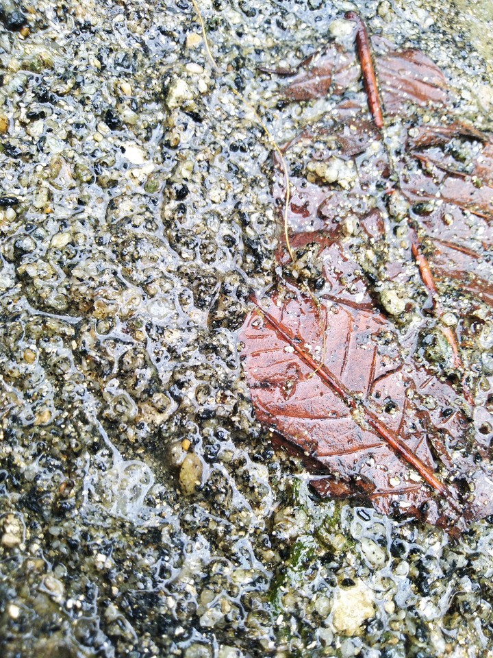 leaves