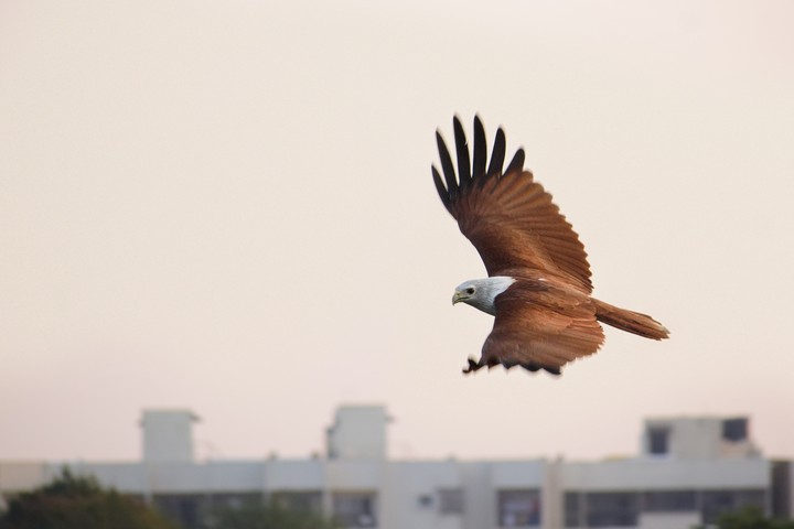 eagle