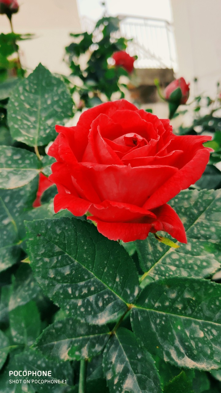 flowers