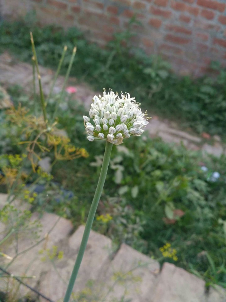 garlic