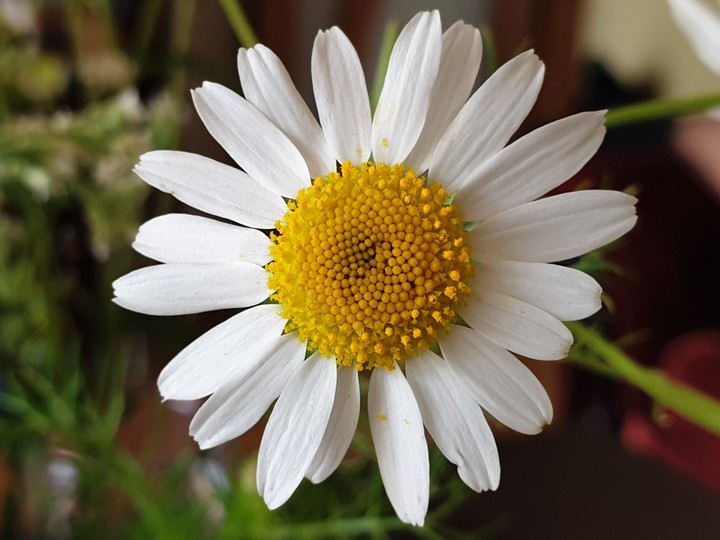 Daisy