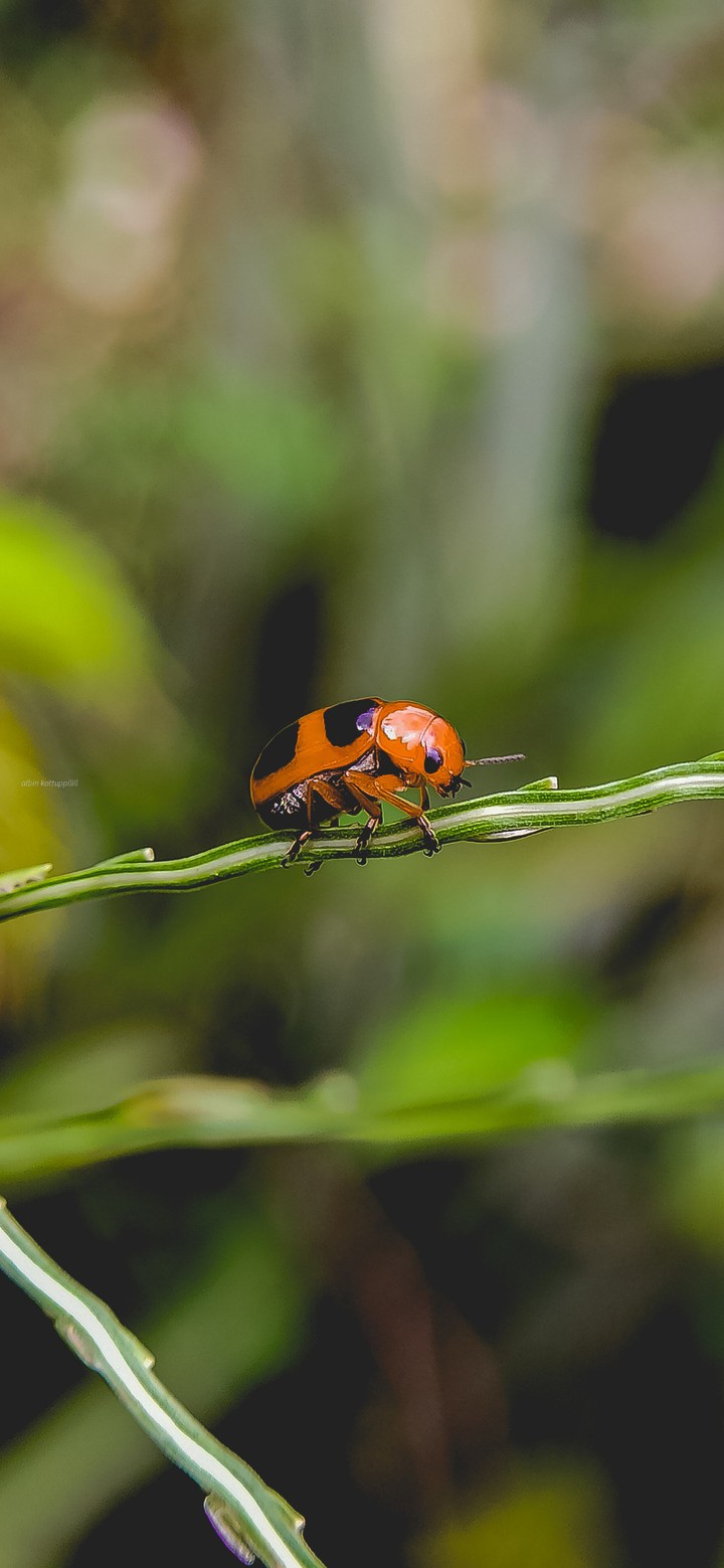 Ladybug