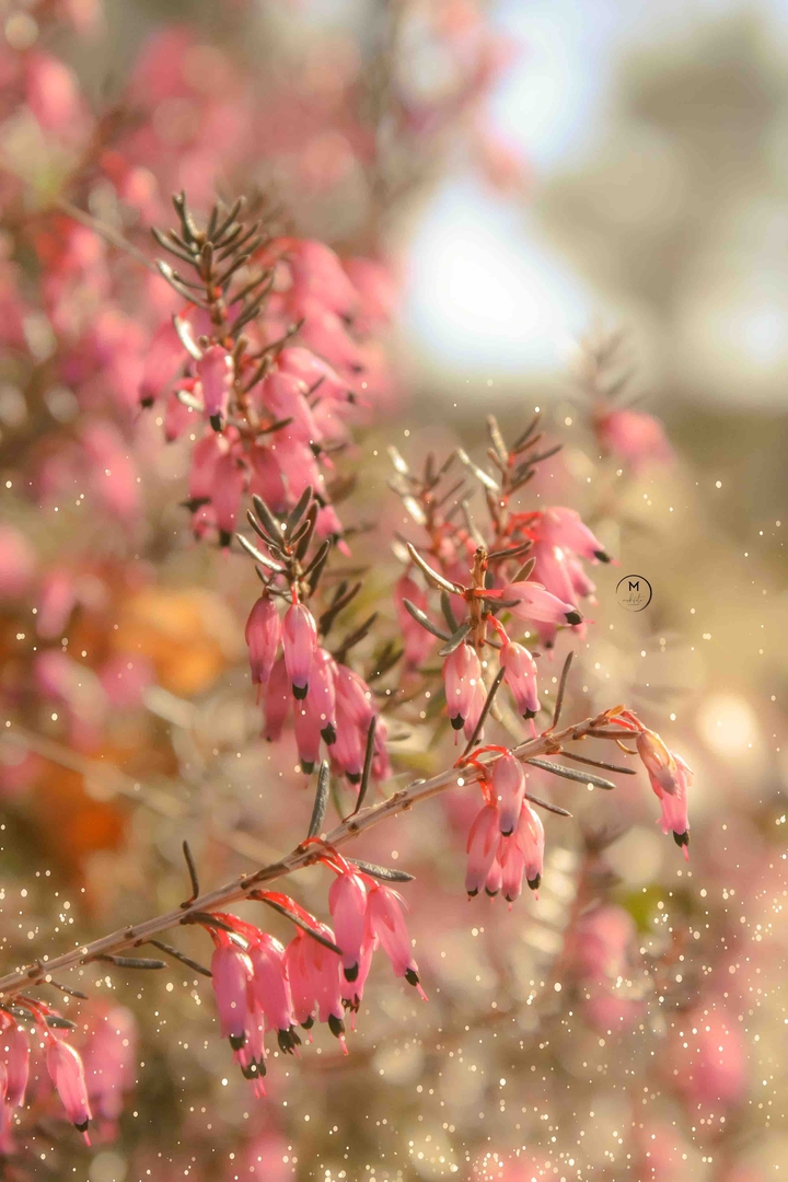 Spring Heather