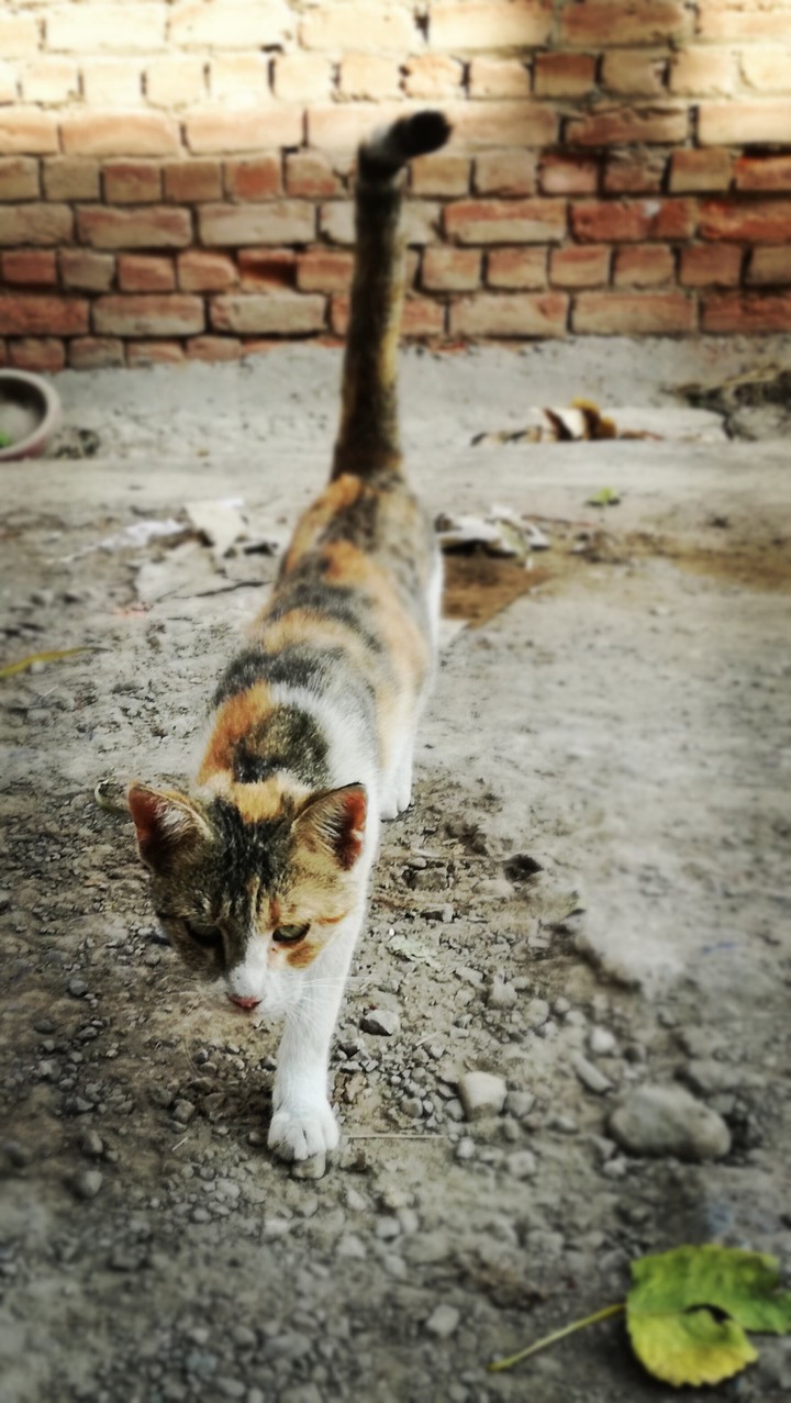 a cat's wrath