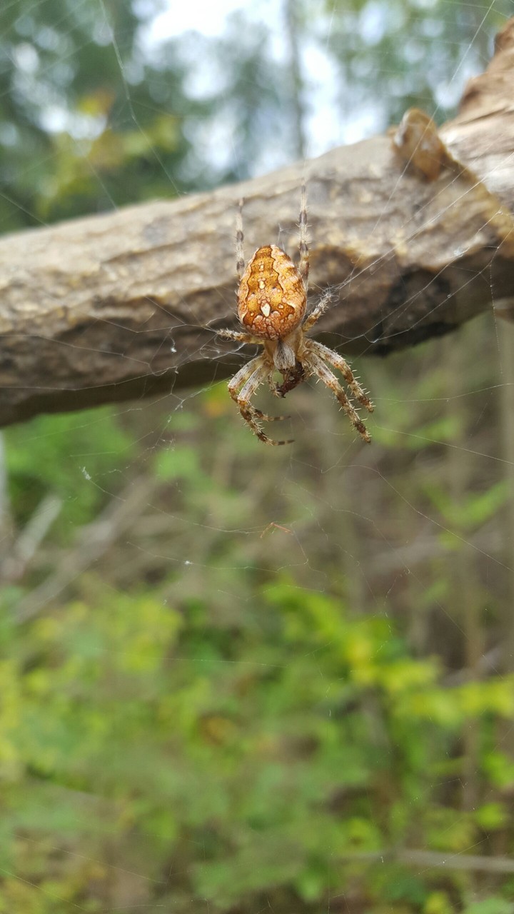 Orb weaver