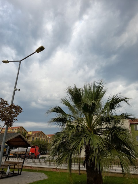 Palm trees