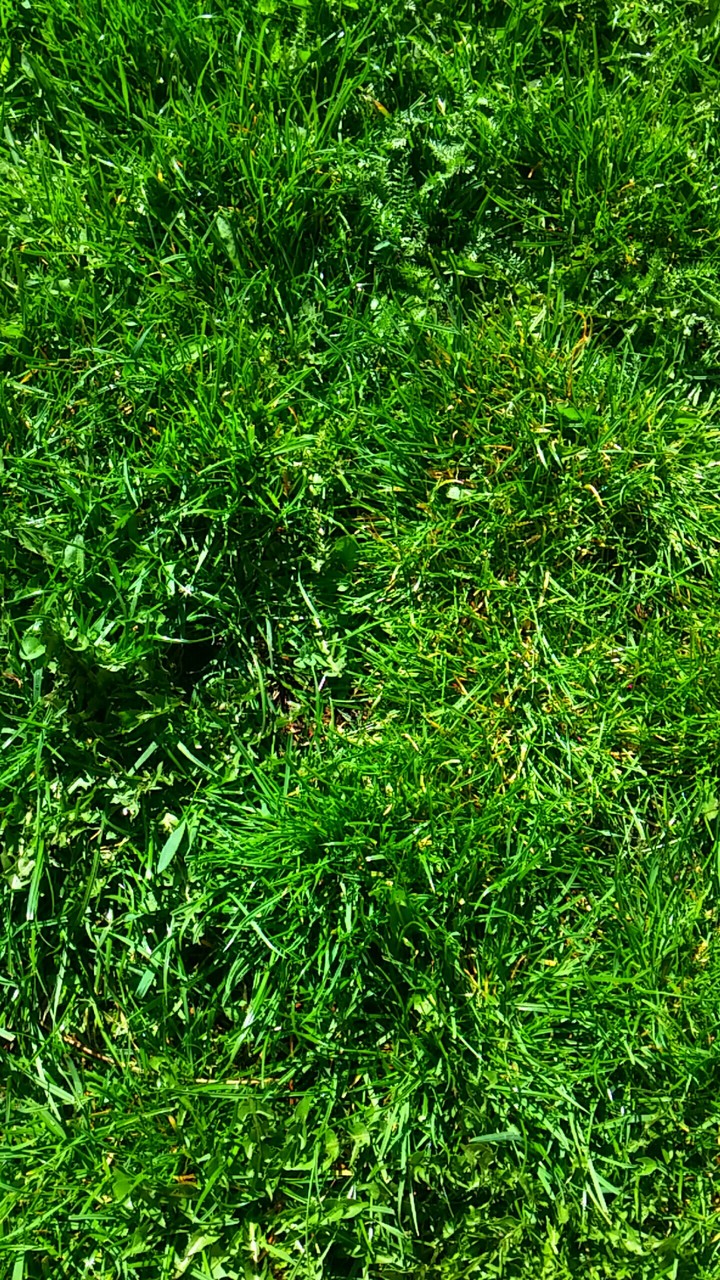Grass