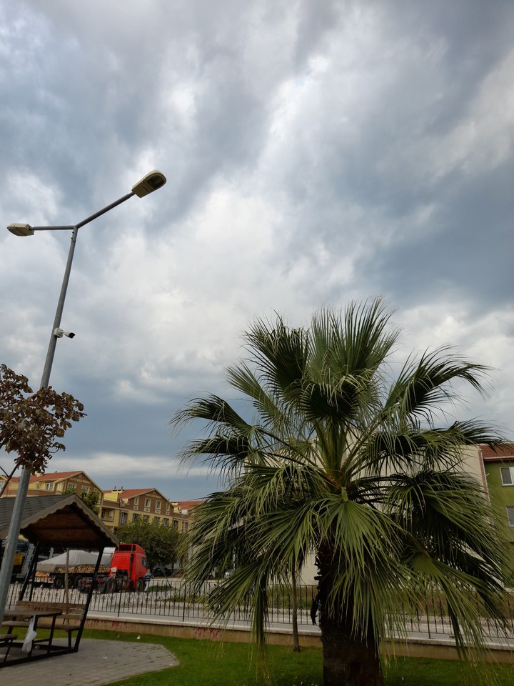 Palm trees