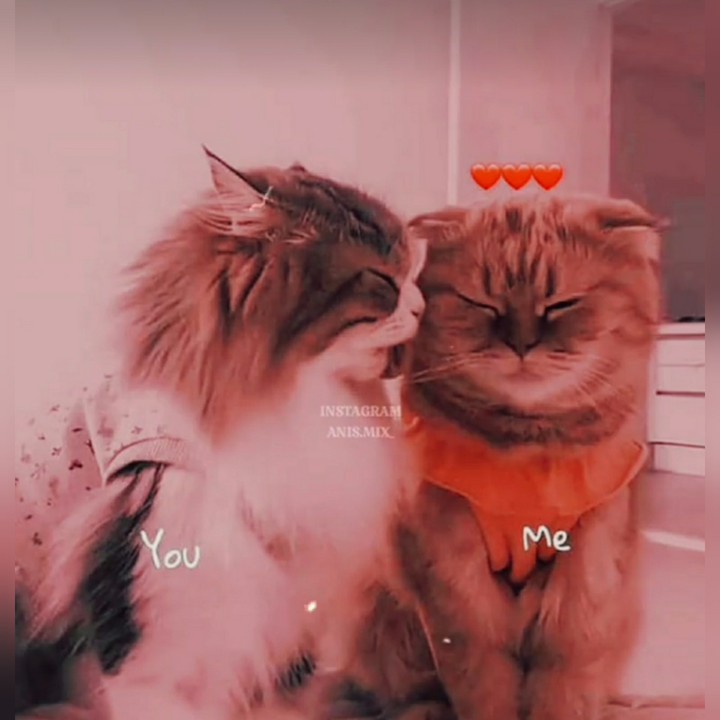 cat ?