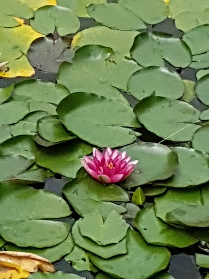 Nénuphar