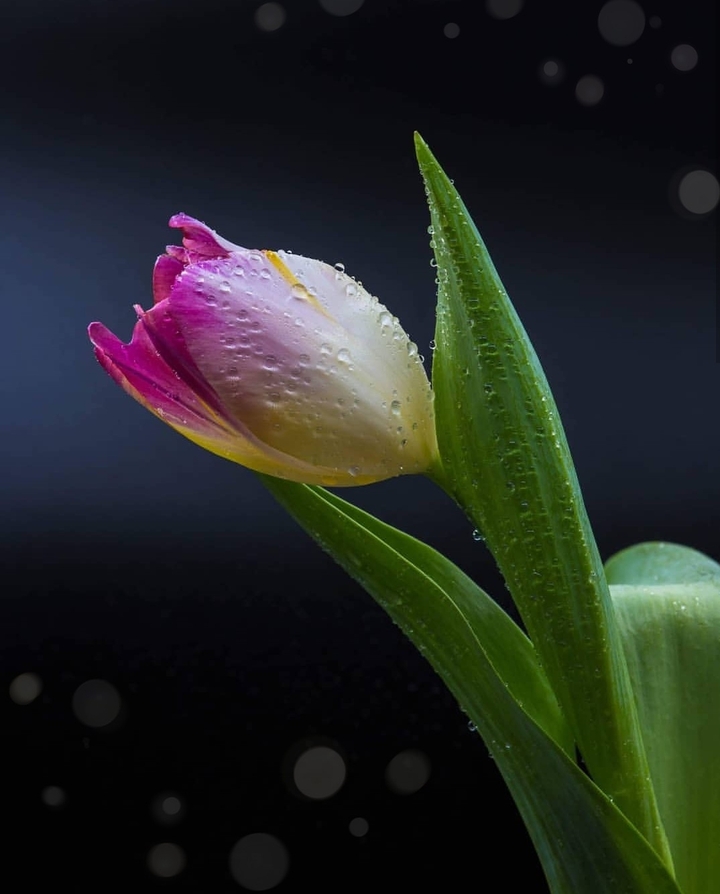 tulip