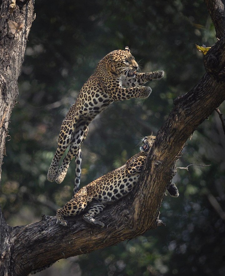 love animals...